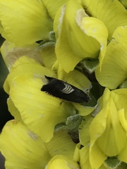 Grapholita tristrigana
