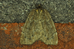 Spodolepis substriataria