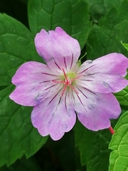 Geranium nodosum