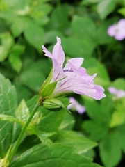 Geranium nodosum