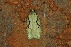 Semioscopis packardella