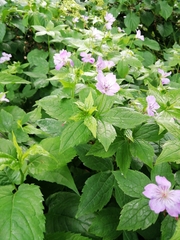 Geranium nodosum