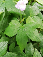Geranium nodosum