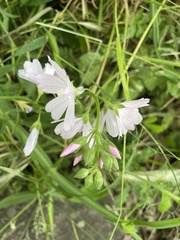 Sidalcea virgata