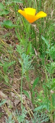 Eschscholzia californica