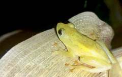 Hyperolius kivuensis