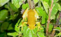 Hyperolius kivuensis