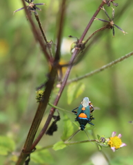Euthyrhynchus floridanus
