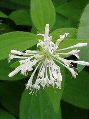 Asperula taurina