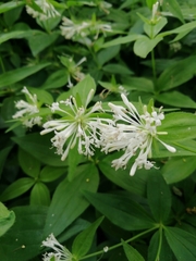 Asperula taurina