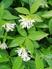 Asperula taurina