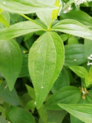 Asperula taurina