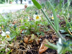 Viola arvensis
