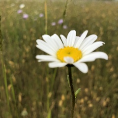 Leucanthemum ircutianum