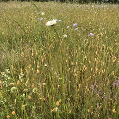 Leucanthemum ircutianum