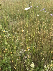 Leucanthemum ircutianum