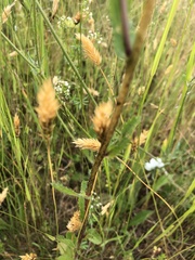 Leucanthemum ircutianum