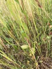 Leucanthemum ircutianum