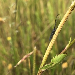 Leucanthemum ircutianum