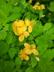 Chelidonium majus