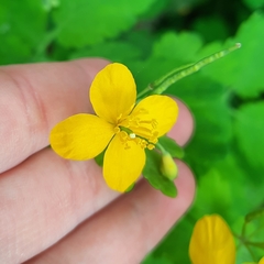 Chelidonium majus