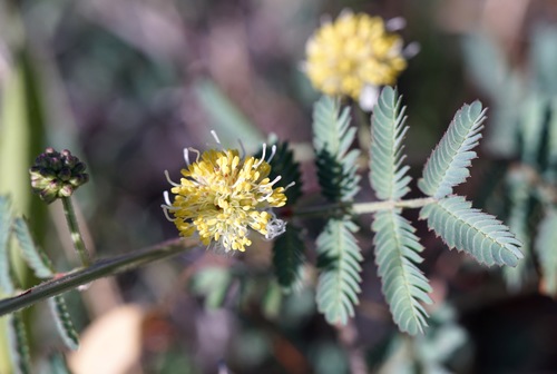 Image of Cooley's Bundleflower (Desmanthus cooleyi) by (c) Andrew Tree, some rights reserved (CC BY)