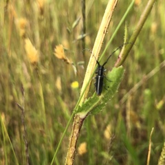 Coleoptera