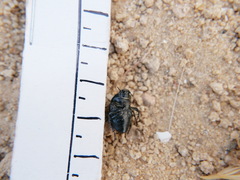 Erodius gibbus