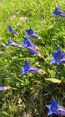 Gentiana acaulis