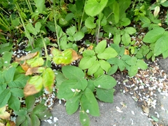 Aegopodium podagraria