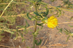 Asteraceae