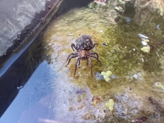 Lycosidae