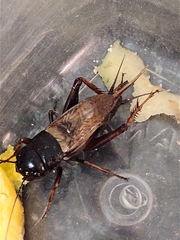 Melanogryllus carmichaeli