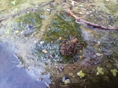 Lycosidae
