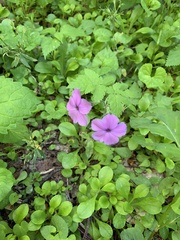 Phlox stolonifera