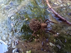 Lycosidae