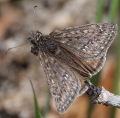 Erynnis telemachus