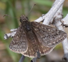Erynnis telemachus