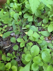 Phlox stolonifera