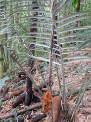 Chamaedorea pinnatifrons