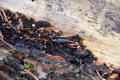 Tetropium castaneum