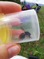 Bombus rupestris
