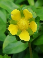 Potentilla indica