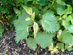 Urtica dioica