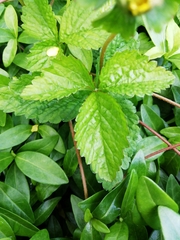 Potentilla indica