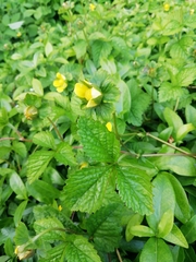 Potentilla indica