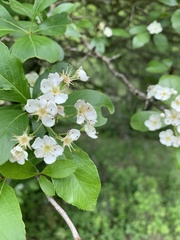 Crataegus flava