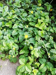 Potentilla indica