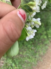 Crataegus flava