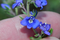 Veronica orientalis